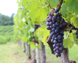 raisin domaine viticole vente de vin Cépages Gamay & cépages Chardonnay Denicé Beaujolais