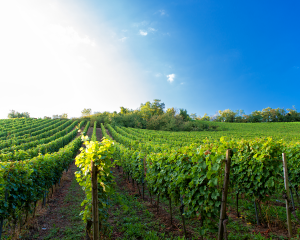 vigne domaine viticole vente de vin Cépages Gamay & cépages Chardonnay Denicé Beaujolais