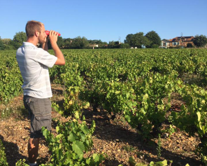 vignes domaine viticole vente de vin Cépages Gamay & cépages Chardonnay Denicé Beaujolais