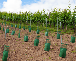 vignes domaine viticole vente de vin Cépages Gamay & cépages Chardonnay Denicé Beaujolais