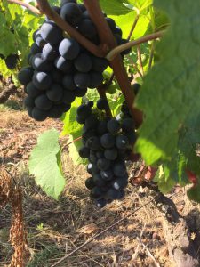 raisin - domaine viticole vente de vin Cépages Gamay & cépages Chardonnay Denicé Beaujolais