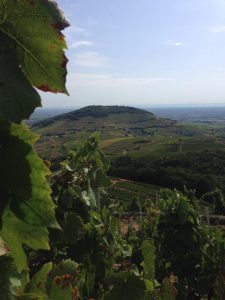 coteau - domaine viticole vente de vin Cépages Gamay & cépages Chardonnay Denicé Beaujolais