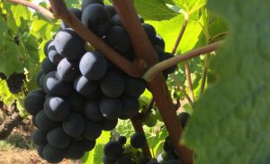 raisin - domaine viticole vente de vin Cépages Gamay & cépages Chardonnay Denicé Beaujolais