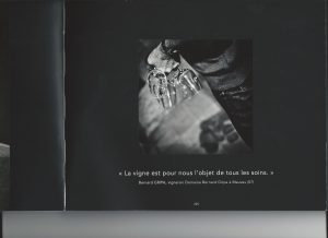 vin domaine viticole vente de vin Cépages Gamay & cépages Chardonnay Denicé Beaujolais