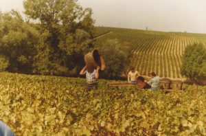 Vendanges 1983 domaine viticole vente de vin Cépages Gamay & cépages Chardonnay Denicé Beaujolais