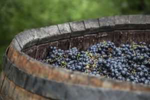 raisin domaine viticole vente de vin Cépages Gamay & cépages Chardonnay Denicé Beaujolais