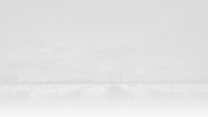 vignes