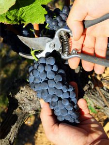 raisin domaine viticole vente de vin Cépages Gamay & cépages Chardonnay Denicé Beaujolais