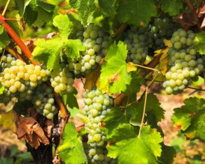 domaine viticole vente de vin Cépages Gamay & cépages Chardonnay Denicé Beaujolais