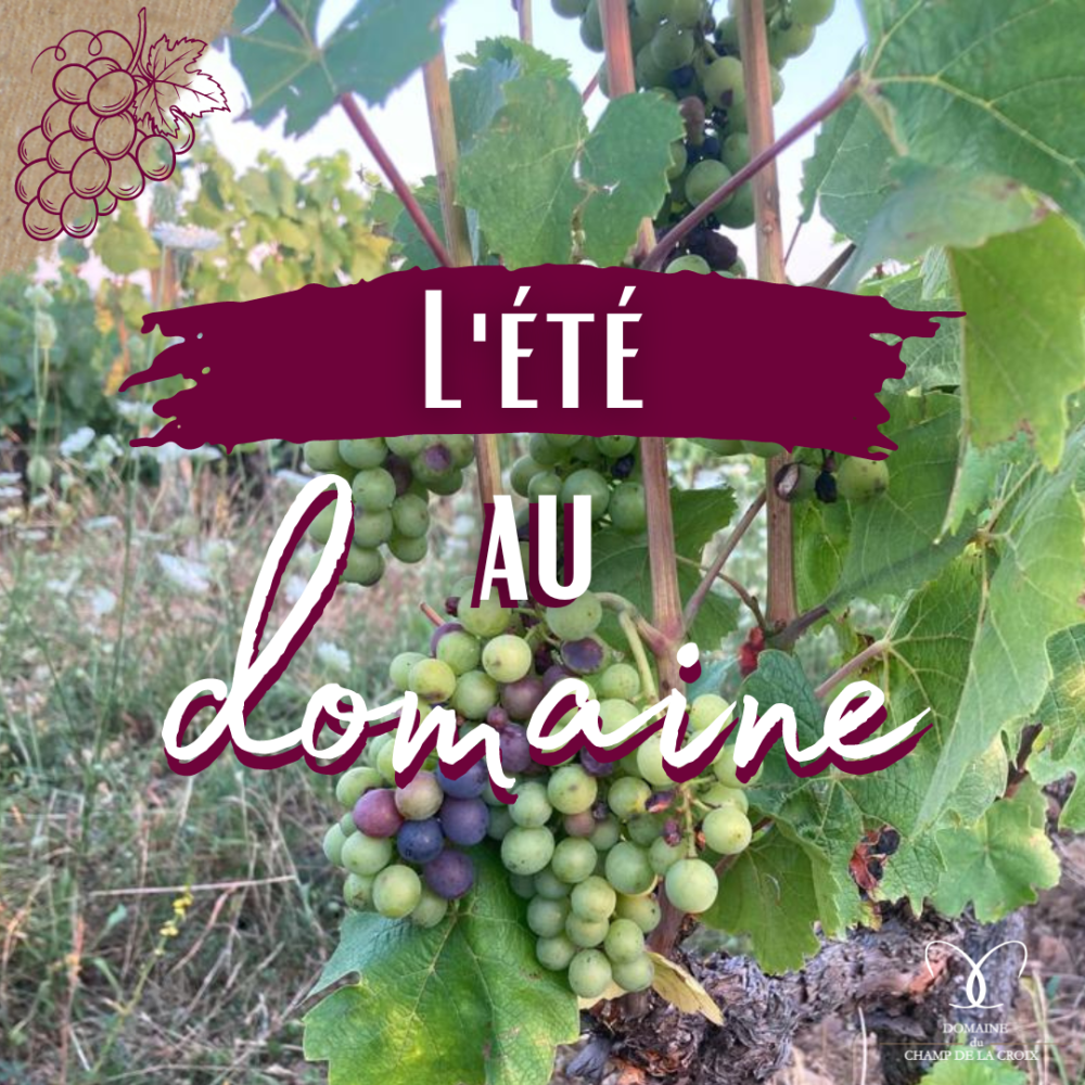 L'été au domaine