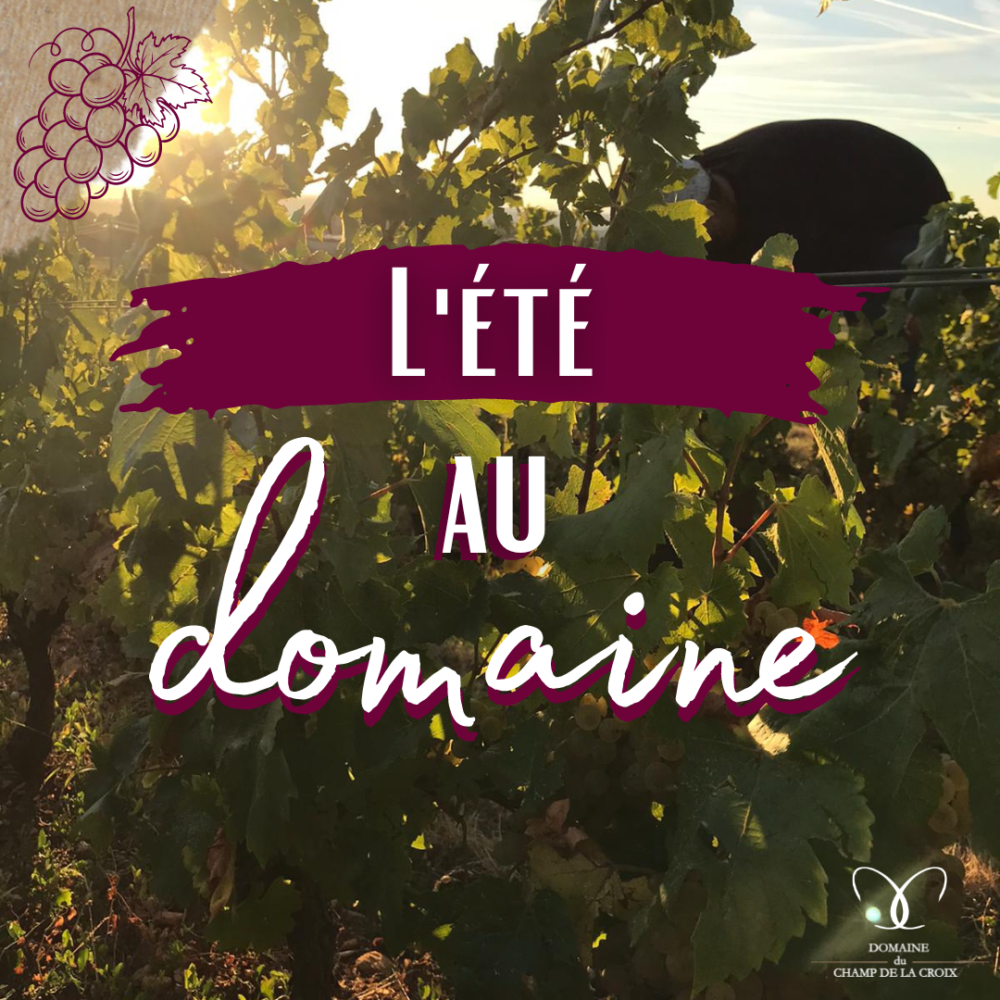 L'été au domaine