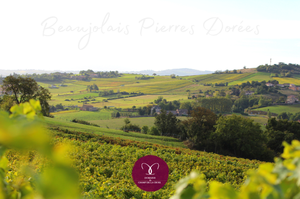 Article parution marianne - domaine du champ de la croix